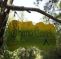 Shanti Garden Camping