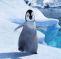 Penguin Hostel