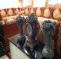 Fez Luxury Apartment