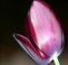 Tulip Guest House
