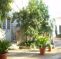 Masseria S. Domenico